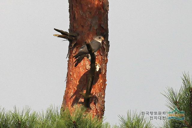 대표시청각 이미지